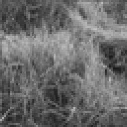 Low-resolution input y upscaled by nearest-neighbour: pixelated grass, visible block artefacts